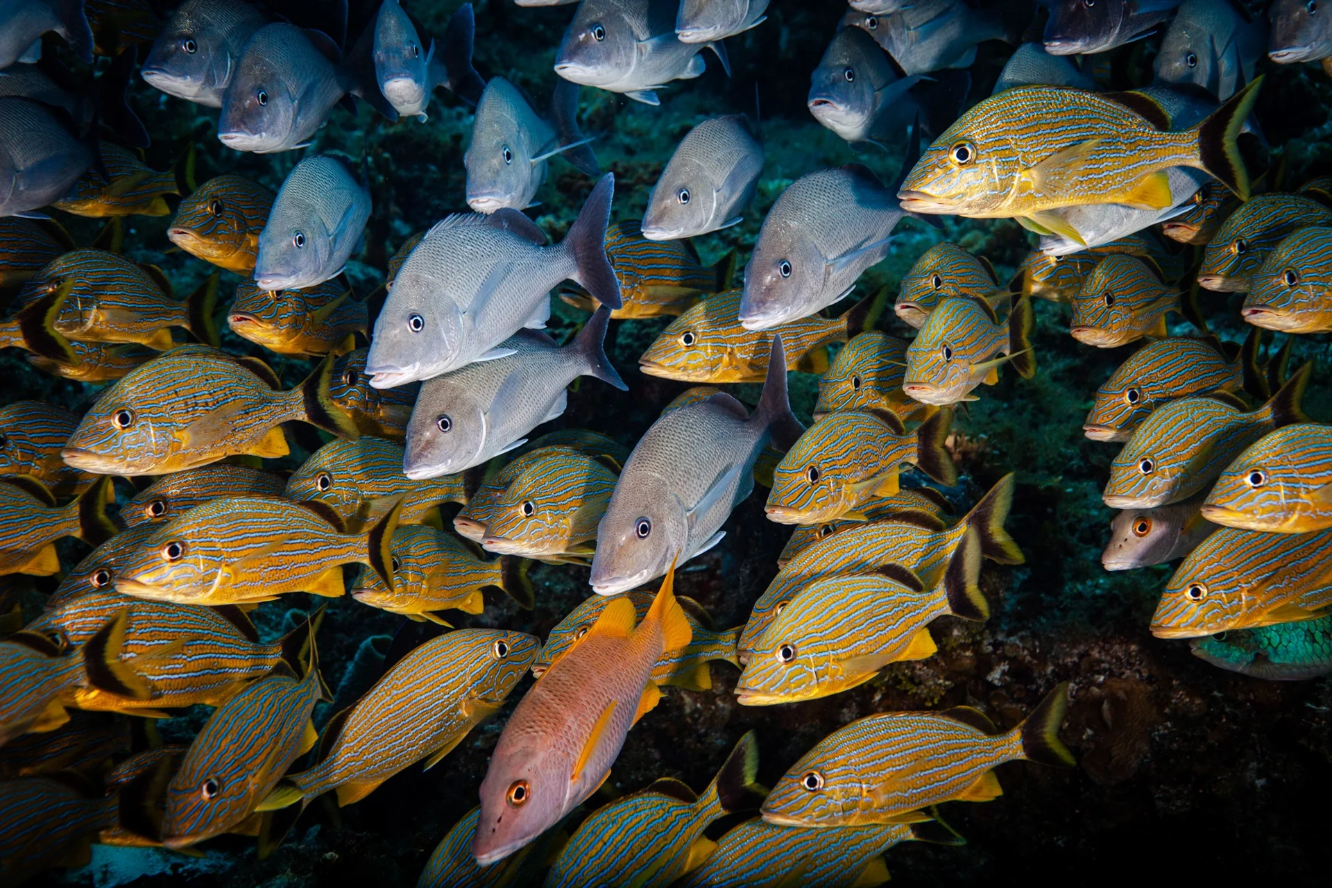 A colorful school of reef fish in Bonaire